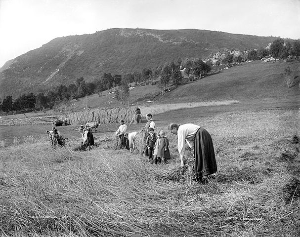 Norwegia, zbiór ziarna, lata 20. XX wieku, zdjęcie Knuda Knudsena